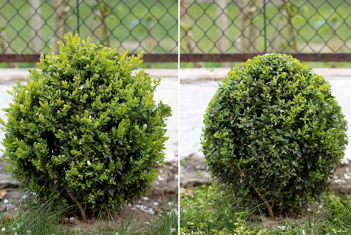 Buxus sempervirens. Trimming a boxwood Bush in the shape of a ball. Gardening. Step-by-step instructions. Before and after.