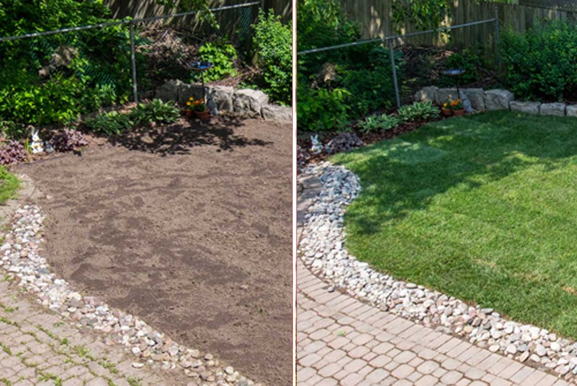 Before and After Laying New Sod in a Backyard Garden